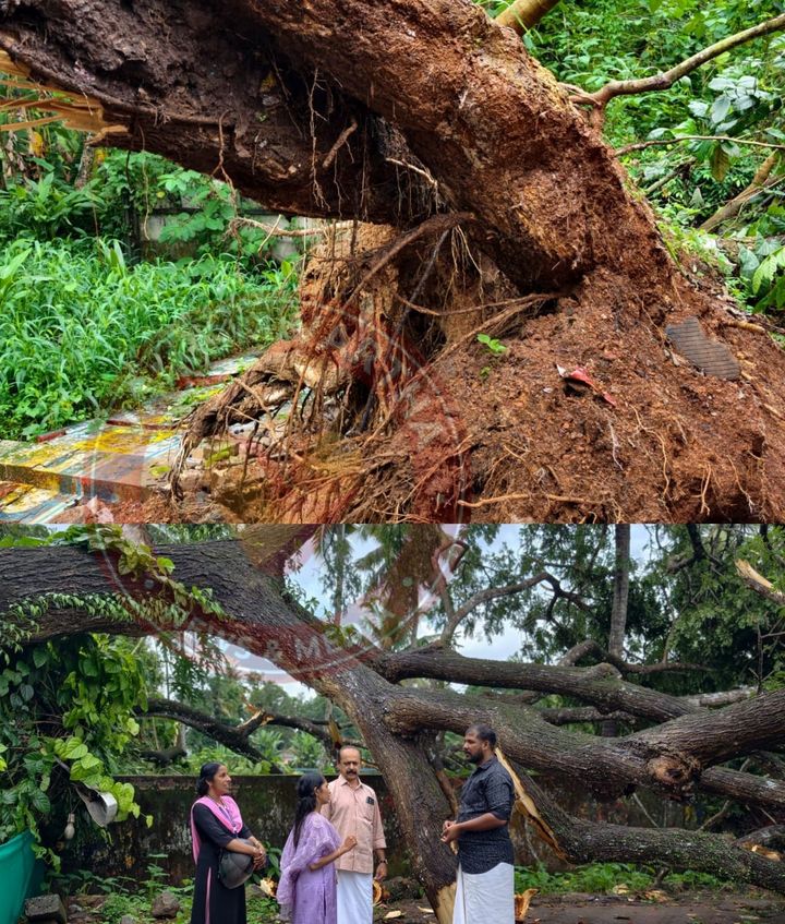 വൈക്കം ദളവാക്കുളം ബസ് സ്റ്റാൻഡിൽ കൂറ്റൻ വാകമരം കടപുഴകി വീണു; ഒഴിവായത് വൻ ദുരന്തം