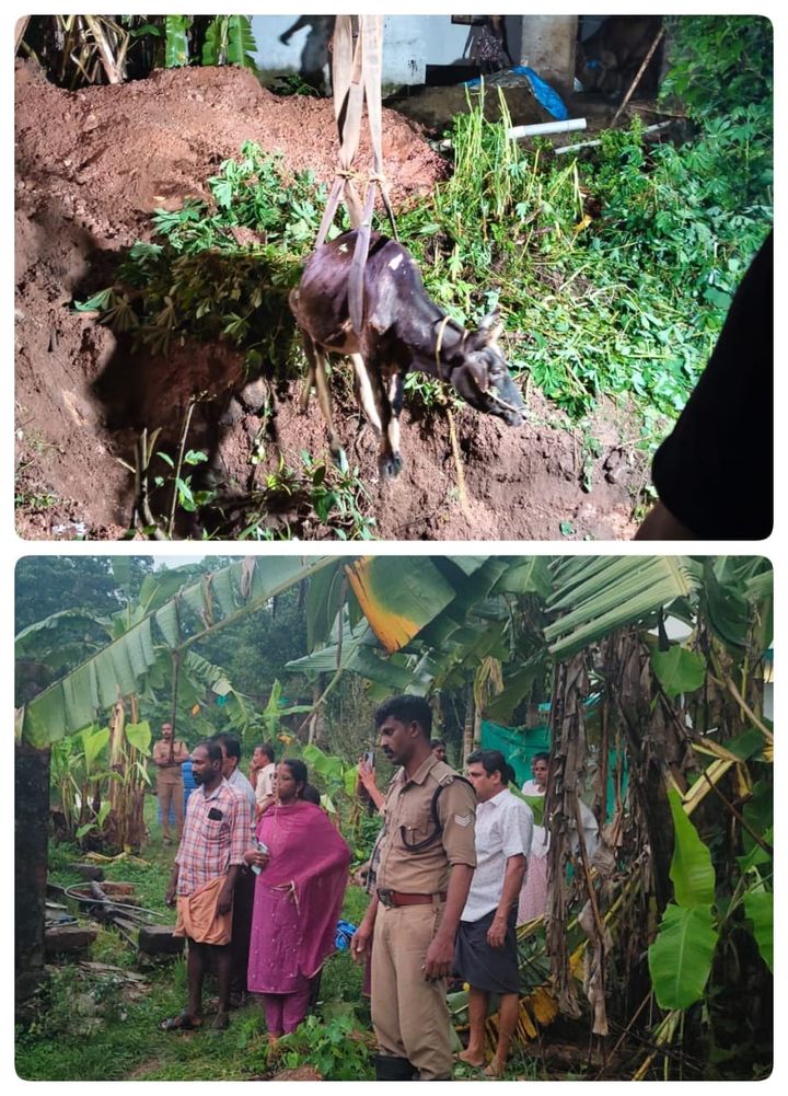 ആൾമറയില്ലാത്ത കിണറ്റിൽ പശു വീണു; അഗ്‌നിരക്ഷാസേന രക്ഷപെടുത്തി