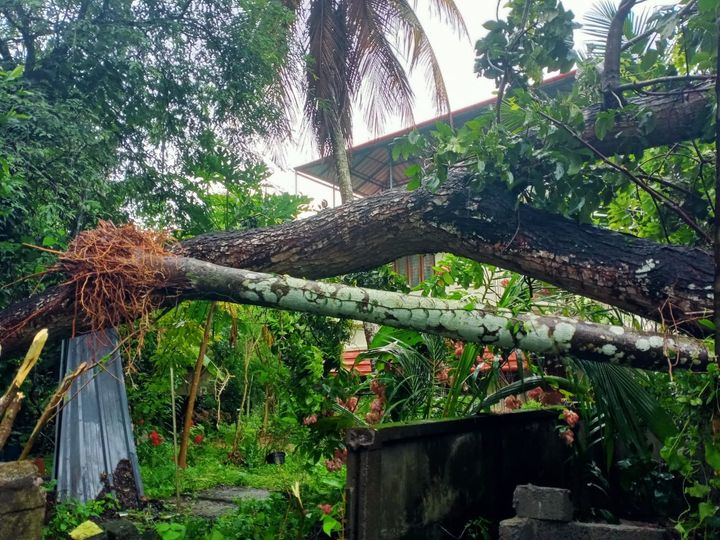 മഴയിൽ വൻമരം കടപുഴകി