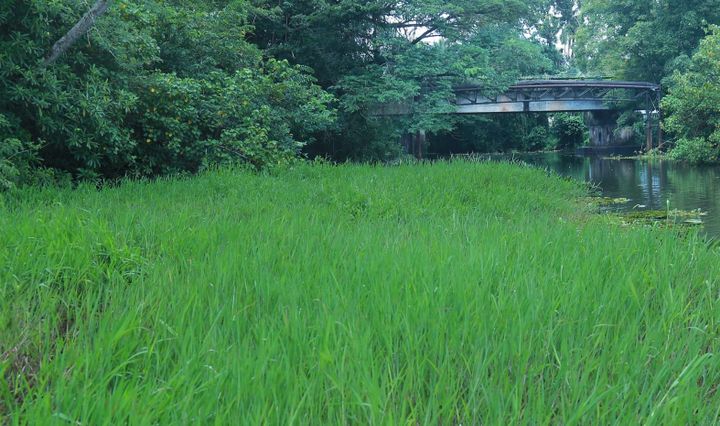 കരിയാറ്റില്‍ നീരൊഴുക്കില്ലാതെ നെല്‍കൃഷി വെള്ളത്തിലായി