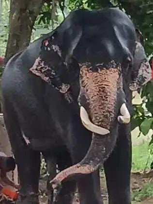 കൊമ്പുകള്‍ അപകടകരമായ രീതിയില്‍ വളർന്നതോടെ ശ്രീവല്ലഭ ദാസൻ തിരുവല്ല ജയരാജന് ദുരിത കാലം