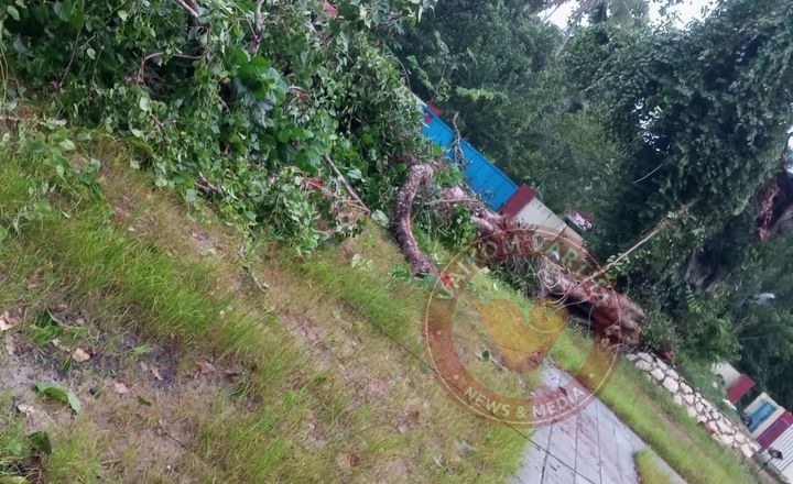 മൂത്തേടത്തുകാവ് ദേവീക്ഷേത്രത്തിലെ നൂറ്റാണ്ട് പഴക്കമുള്ള ആൽമരത്തിൻ്റെ വൻ ശിഖരം ഒടിഞ്ഞു വീണു
