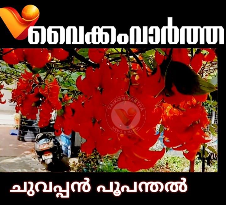 വൈക്കത്തൊരു വിദേശി വിസ്മയം: വീട്ടുമുറ്റത്ത് ചുവപ്പണിഞ്ഞ് 'റെഡ് ജേഡ് വൈൻ'