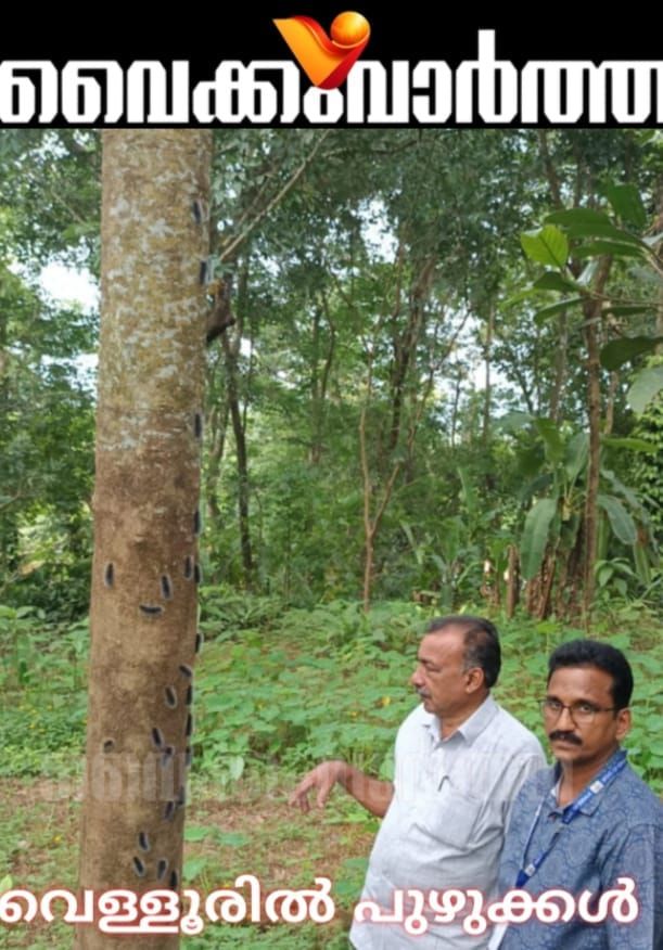 വെള്ളൂരിൽ പുഴു ശല്യം രൂക്ഷം