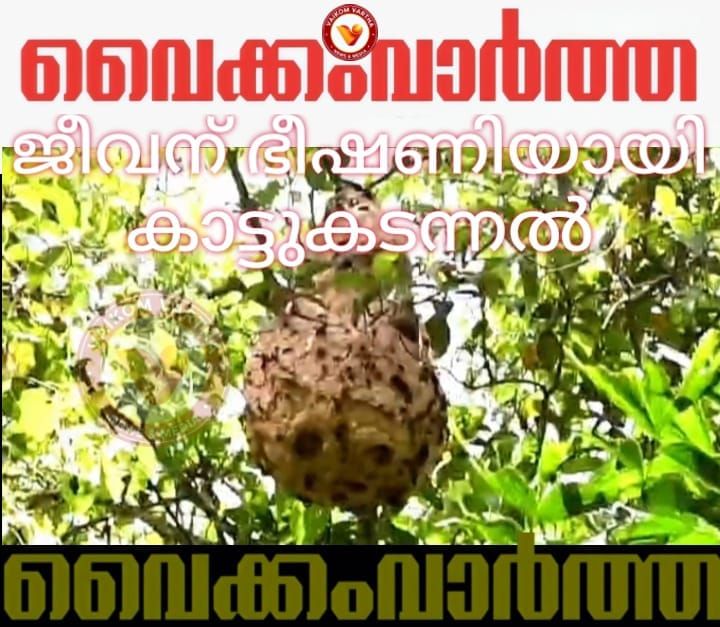 വെളളൂരിലെ കാട്ടുകടന്നൽ കൂട് വൻ ഭീഷണിയാകുന്നു