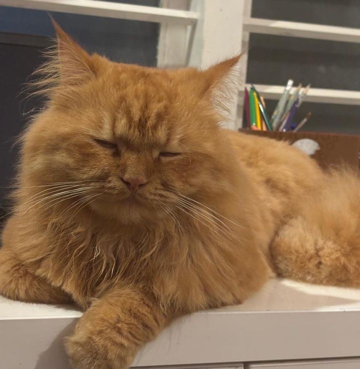 പേർഷ്യൻ ക്യാറ്റിനെ കാണാതായി