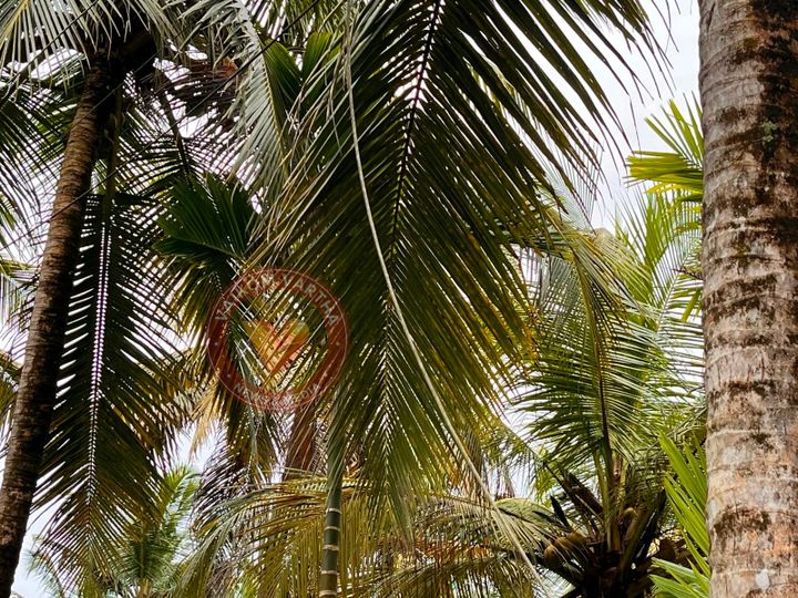 പൊട്ടിവീണ വൈദ്യുതി കമ്പിയിൽ നിന്ന് 12 കാരിക്ക് ഷോക്കേറ്റു