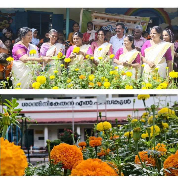 ശാന്തിനികേതൻ എൽ.പി സ്കൂളിൽ പൂകൃഷി വിളവെടുപ്പ്