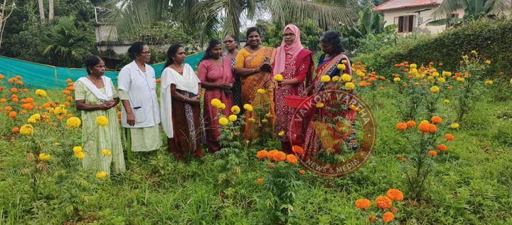 ബന്ദിപ്പൂ കൃഷി വിളവെടുപ്പ്