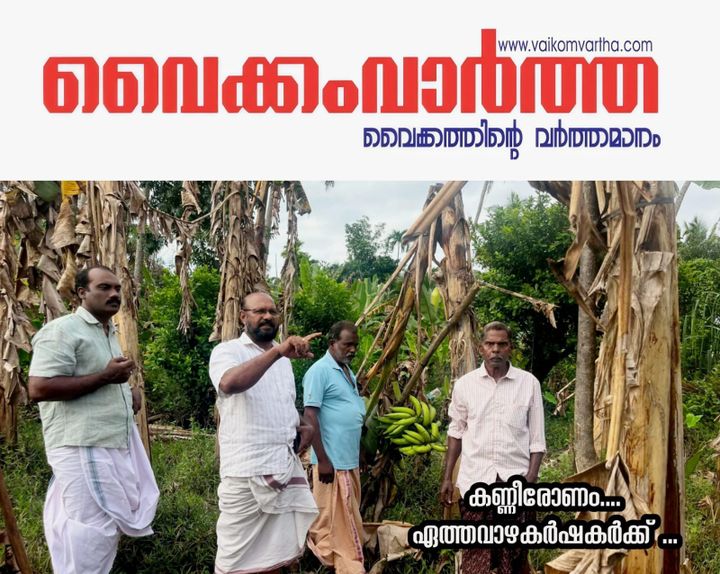 ഉദയനാപുരത്ത് വെള്ളപ്പൊക്കത്തിൽ ഏത്തവാഴ കൃഷി നശിച്ചു: ഓണവിപണി ലക്ഷ്യമിട്ട കർഷകർ കടുത്ത സാമ്പത്തിക പ്രതിസന്ധിയിൽ