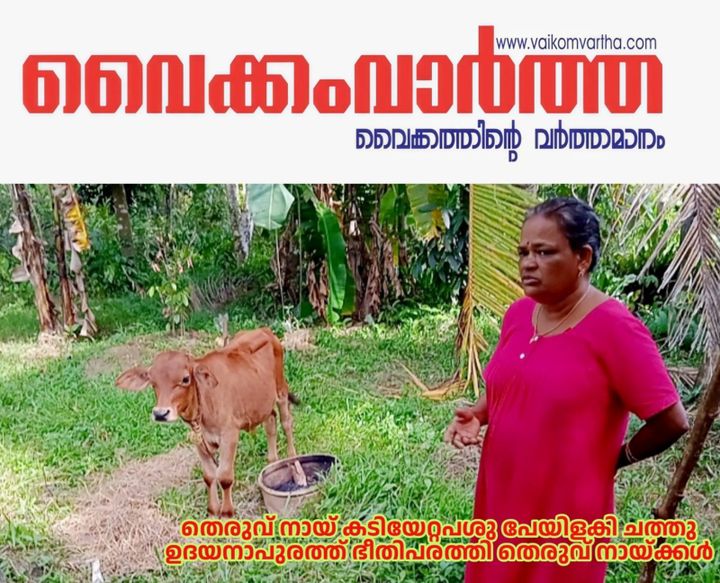 തെരുവുനായ കടിച്ച പശു പെയിളകി ചത്തു