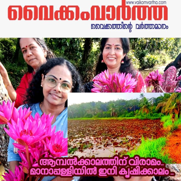 മാനാപ്പള്ളി പാടത്ത് ആമ്പൽ വസന്തത്തിന് വിട: ഇനി സ്വർണ്ണക്കതിരിന്റെ പ്രതീക്ഷ