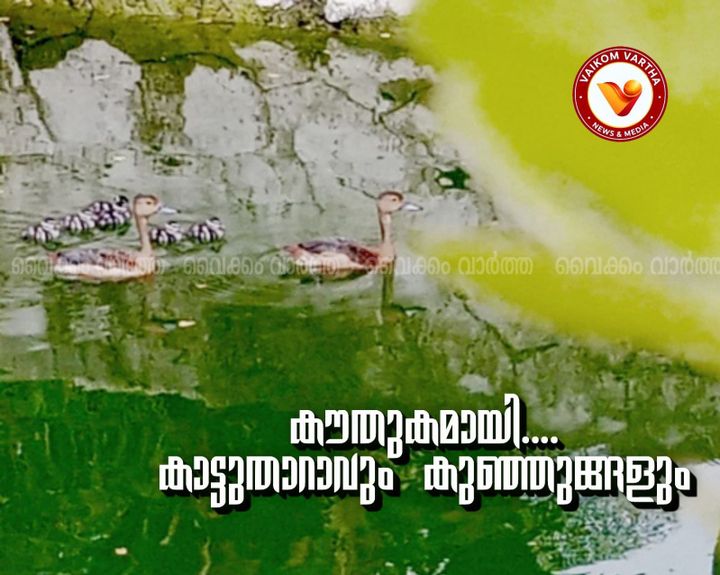 ഉദയനാപുരത്ത് കരിമീൻ കുളത്തിൽ അതിഥികളായി കാട്ടുതാറാവുകൾ; സംരക്ഷണം ഒരുക്കി ജയശങ്കർ