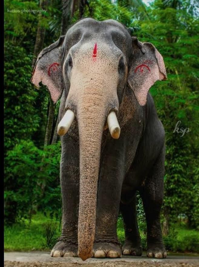ഗജരാജൻ പല്ലാട്ട് ബ്രഹ്മദത്തൻ ഇടിമിന്നലേറ്റ് ചരിഞ്ഞു