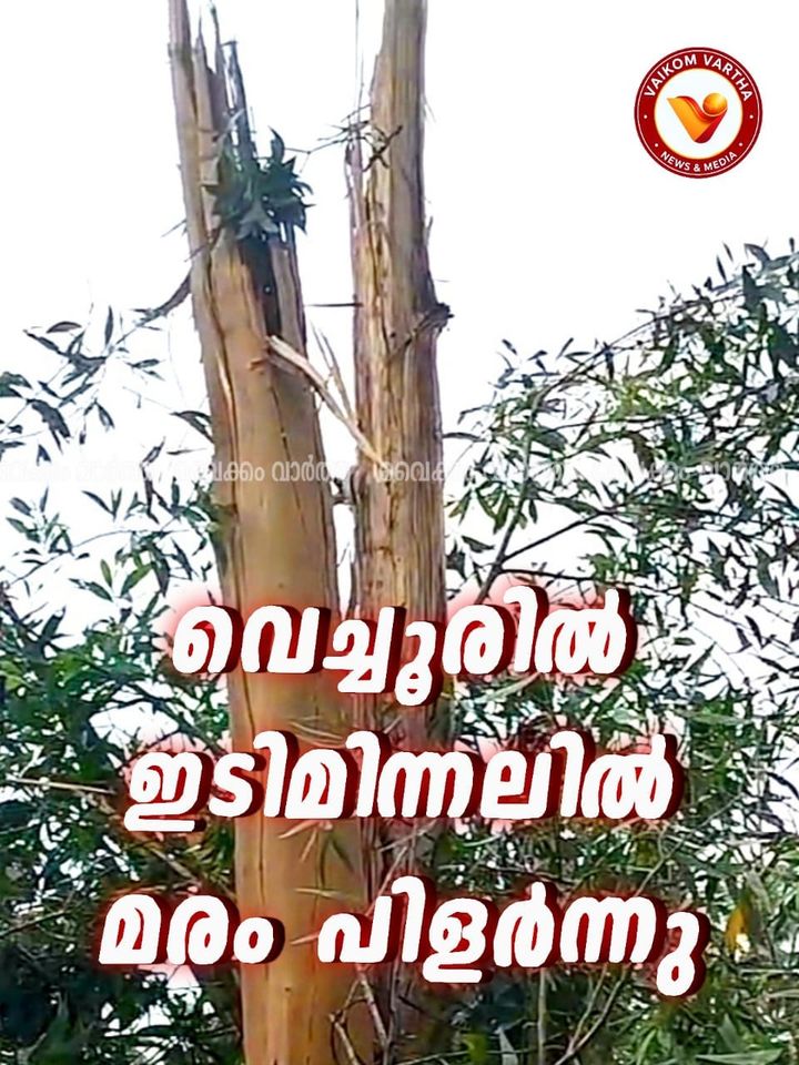 വെച്ചൂരിൽ ഇടിമിന്നലിൽ മരം നെടുകെ പിളർന്നു വീണു, ആളപായമില്ല