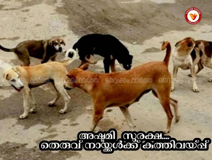 വൈക്കത്തഷ്ടമി: തെരുവ് നായ്ക്കൾക്ക് പ്രതിരോധ കുത്തിവയ്പ് ആരംഭിച്ചു