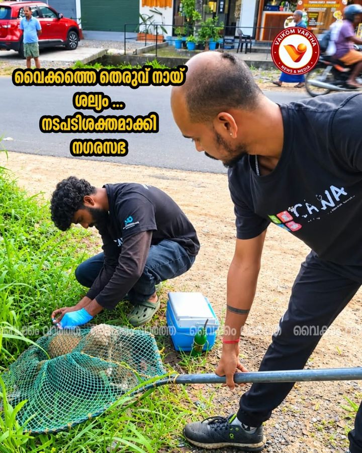 വൈക്കത്തഷ്ടമി: തെരുവുനായ്ക്കൾക്ക് പേവിഷബാധ പ്രതിരോധ കുത്തിവയ്പ് തുടങ്ങി