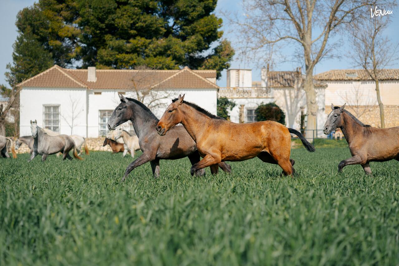 Yeguada Fernández de la Vega, finca ecuestre con encanto natural ideal para bodas únicas cerca de Madrid.
