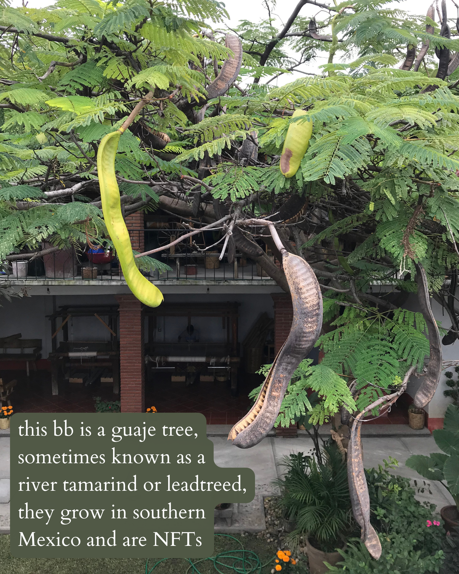 photo of hanging river tamarind seed pods with white text on a green-gray background that says: "this bb is a guaje tree, sometimes known as a river tamarind or leadtreed, they grow in southern Mexico and are NFTs".