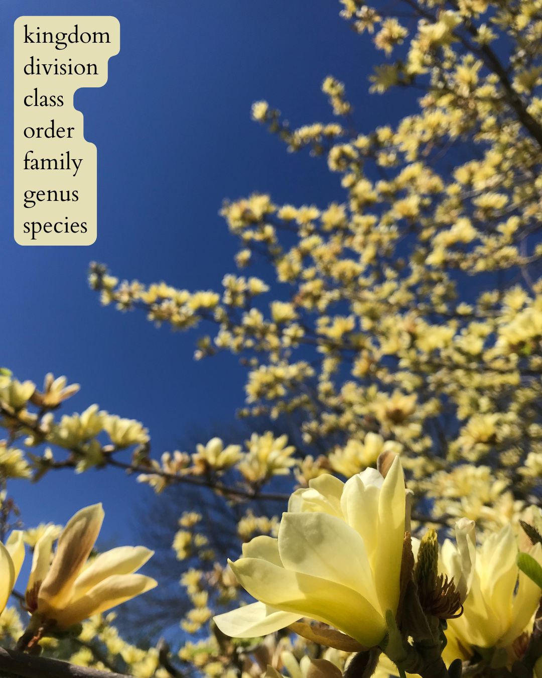photo of a blooming magnolia with pale yellow flowers with dark text on a pale yellow background that says: “kingdom, division, class, order, family, genus, species”.