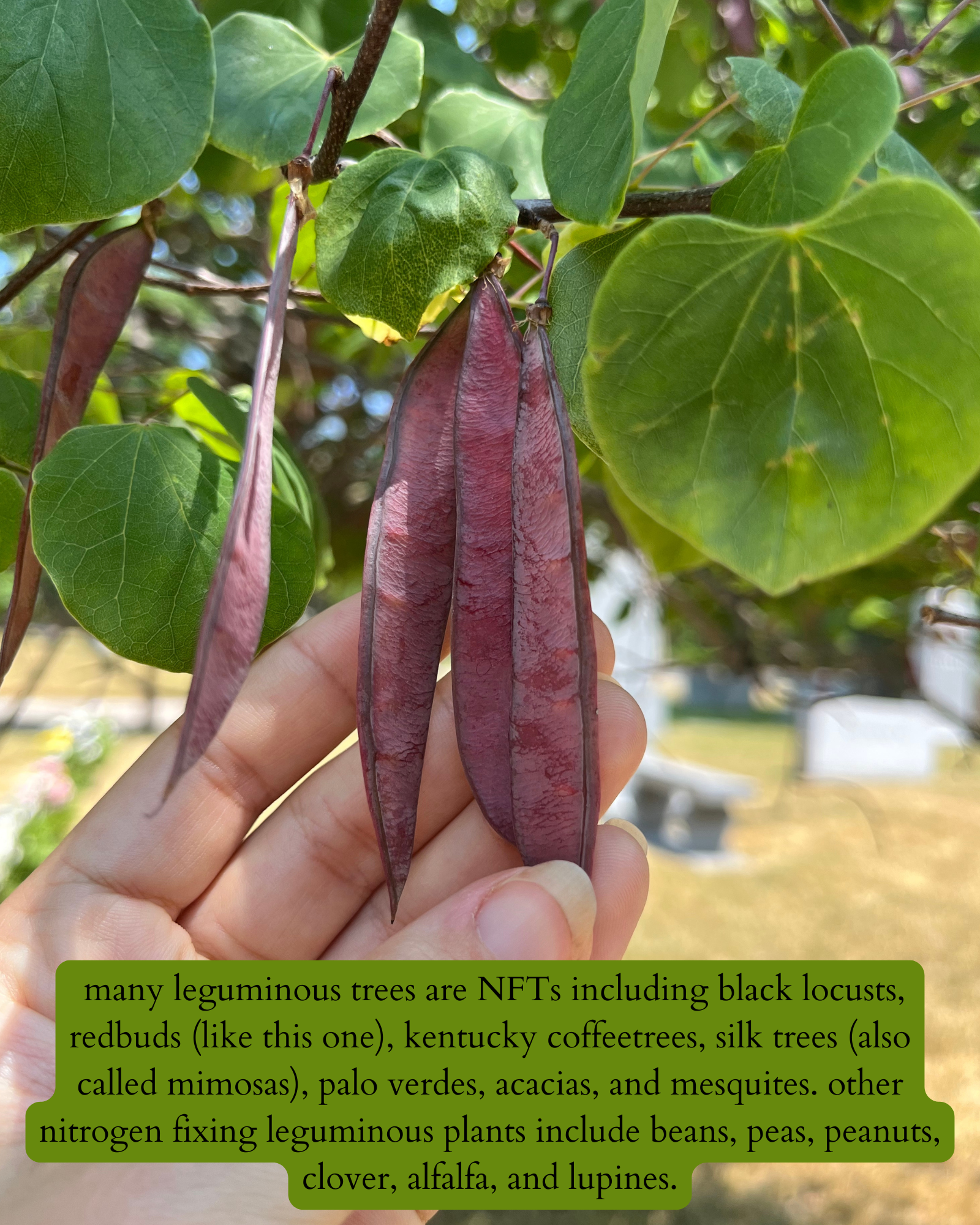 photo of a hand holding redbud seed pods with dark text on a green background that says: "many leguminous trees are NFTs including: black locusts, redbuds, kentucky coffeetrees, silk trees (also called mimosas), palo verdes, acacias, and mesquites. other nitrogen fixing leguminous plants include beans, peas, peanuts, clover, alfalfa, and lupines."