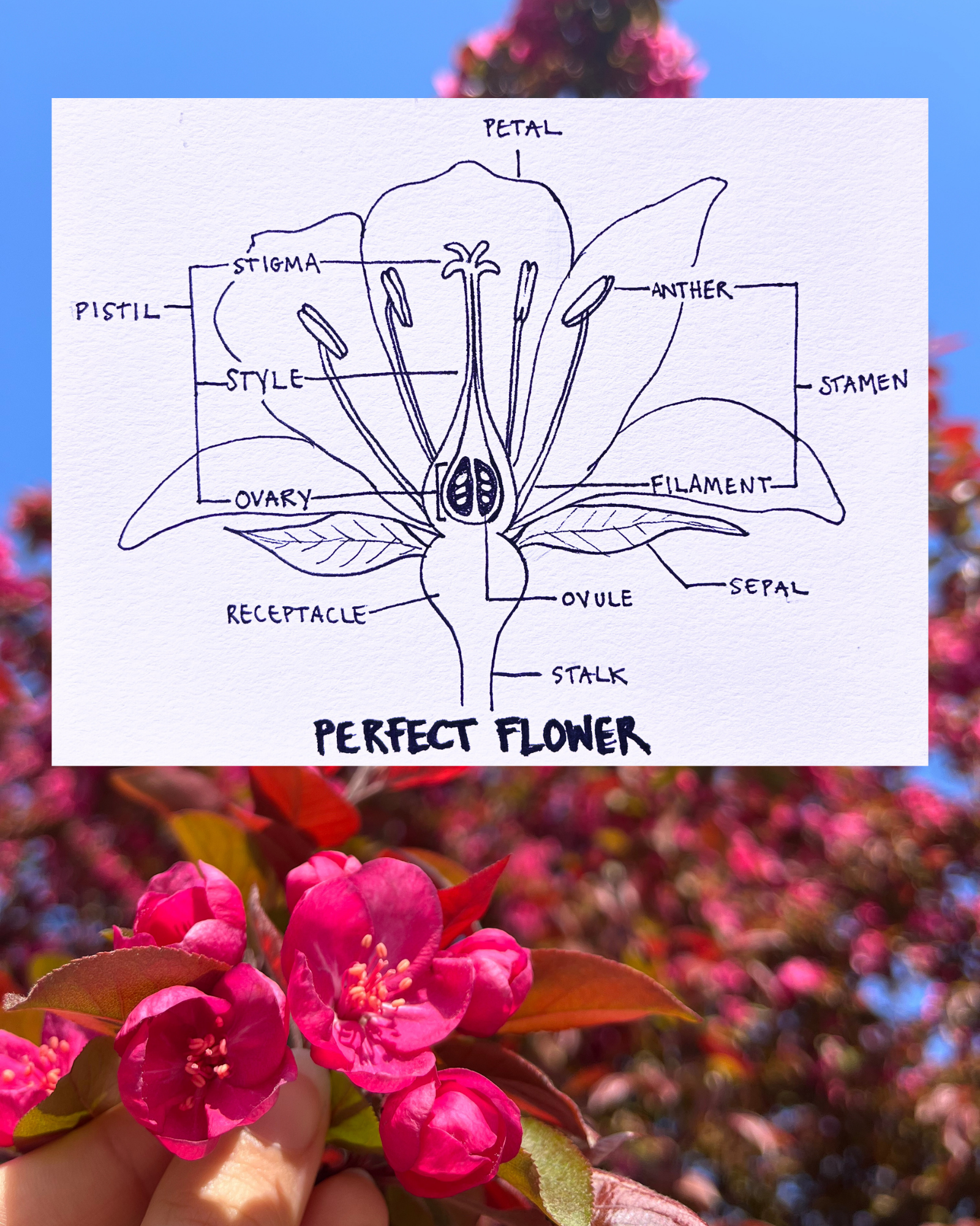 photo of a deep pink crabapple tree in full flower with a hand-drawn diagram laid on top that illustrates the cross-section of a “perfect” flower showing the pistil—the ovule-producing part of a flower with the ovary at the base usually supporting a long style, topped by a stigma where the pollen germinates; there are several stamens—the pollen-producing part of a flower with a slender filament supporting the anther—surrounding the pistil in the center. there are petals around both and at the bottom two sepals—the outer parts of the flower (often green and leaf-like) that enclose a developing bud—which attach to the receptacle—the part of a flower stalk where the parts of the flower are attached which is attached to the stalk.&nbsp;