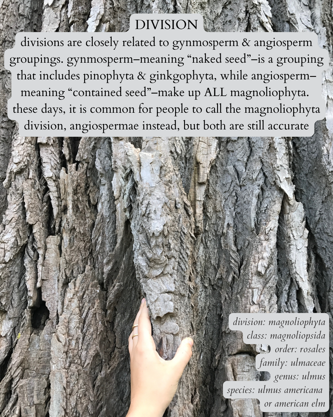 photo of old, deeply grooved elm bark with white text on a dark gray background that says: “divisions are closely related to gynmosperm & angiosperm groupings. gynmosperm–meaning “naked seed”–is a grouping that includes pinophyta & ginkgophyta, while angiosperm–meaning “contained seed”–make up all magnoliophyta. these days, it is common for people to call the magnoliophyta division, angiospermae instead, but both are still accurate.” then in the same text, but italics in the bottom right corner: “division: magnoliophyta. class: magnoliopsida. order: rosales. family: ulmaceae. genus: ulmus. species: ulmus americana or american elm”.