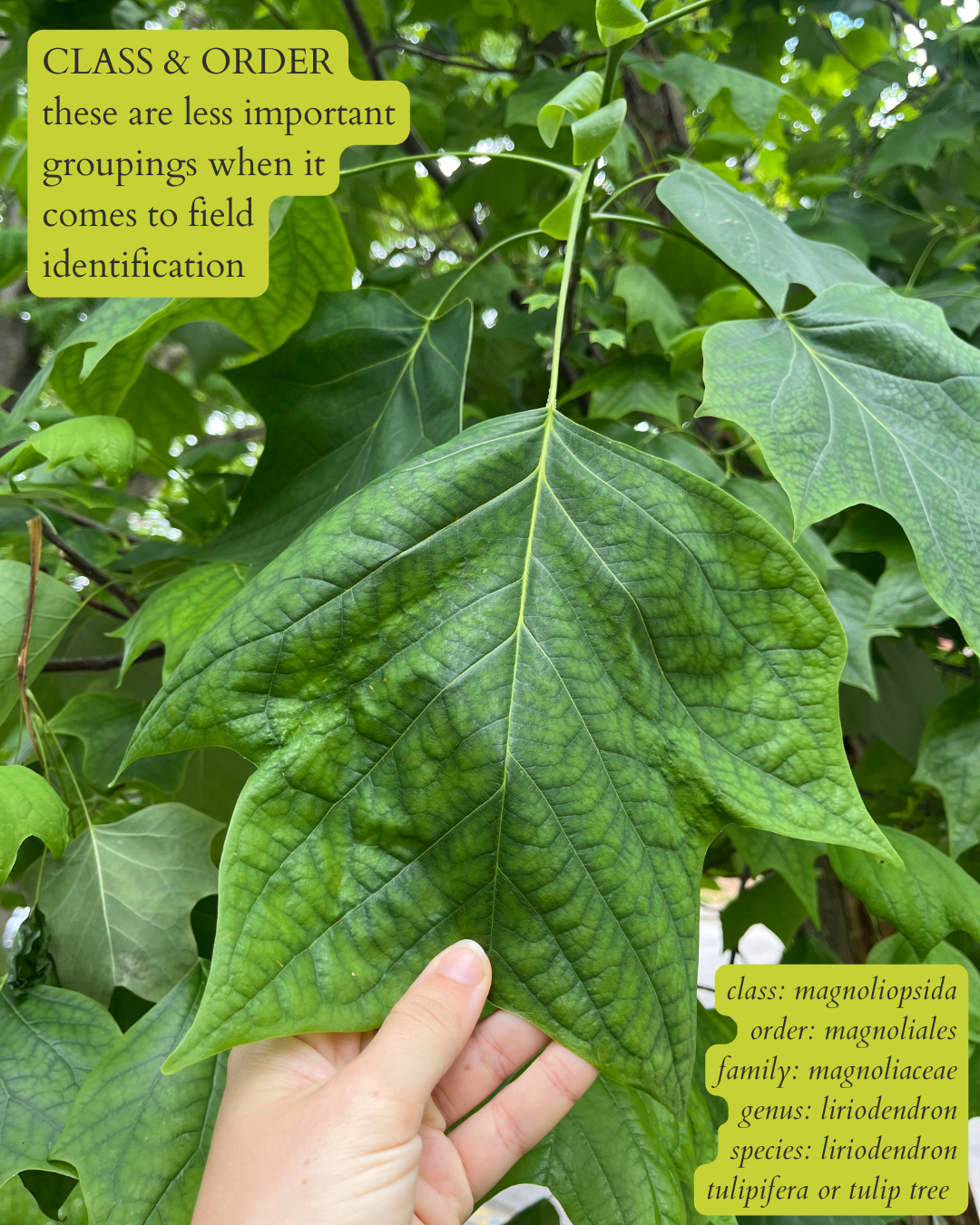 photo of a large tulip tree leaf with dark text on bright green background that says: “CLASS & ORDER, these are less important groupings when it comes to field identification”. then in the same text, but italics in the bottom right corner: “class: magnoliopsida. order: magnoliales. family: magnoliaceae. genus: liriodendron. species: liriodendron tulipifera or tulip tree”.