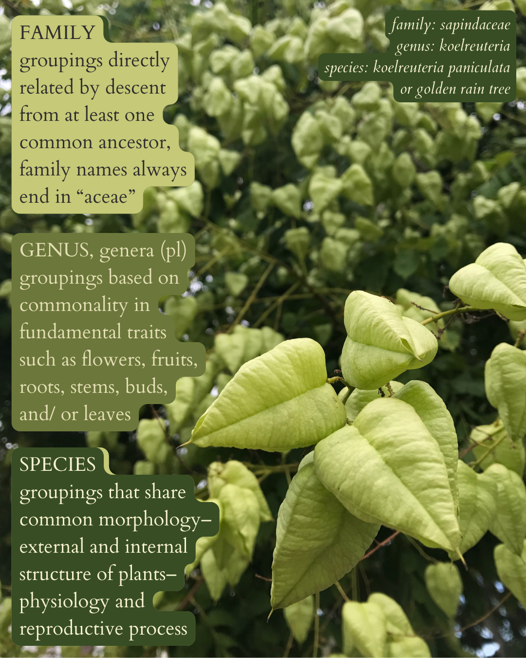 photo of a many pods on a golden rain tree with text in three groupings on backgrounds of varying shades of green that says: “FAMILY, groupings directly related by descent from at least one common ancestor, family names always end in ‘aceae’. GENUS, genera (pl), groupings based on commonality in fundamental traits such as flowers, fruits, roots, stems, buds, and/ or leaves. SPECIES, groupings that share common morphology–external and internal structure of plants–physiology and reproductive process”. then in the same text, but italics in the top right corner: “family: sapindaceae. genus: koelreuteria. species: koelreuteria paniculata or golden rain tree”.