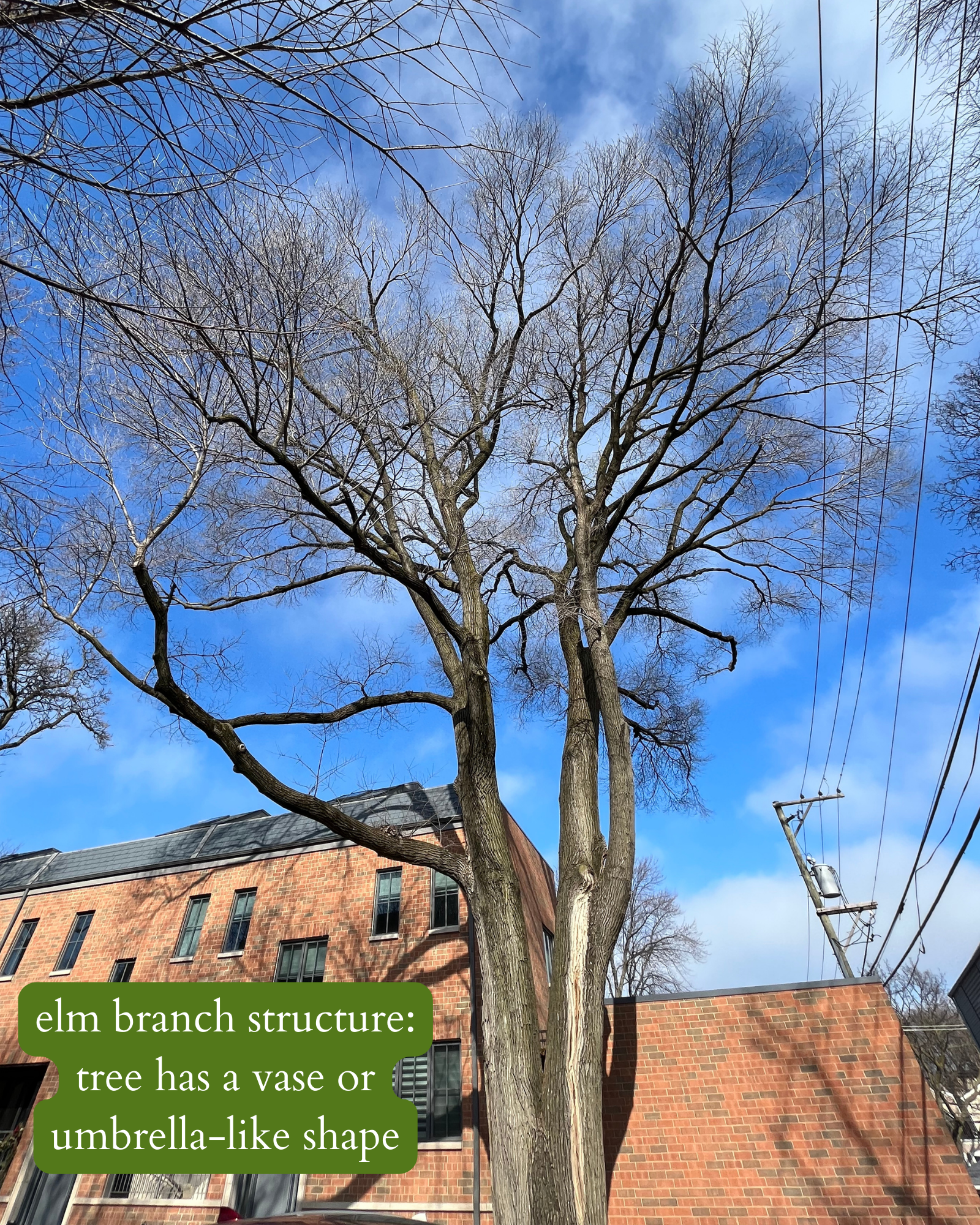 photo of elm branch structure (vase/ umbrella like)