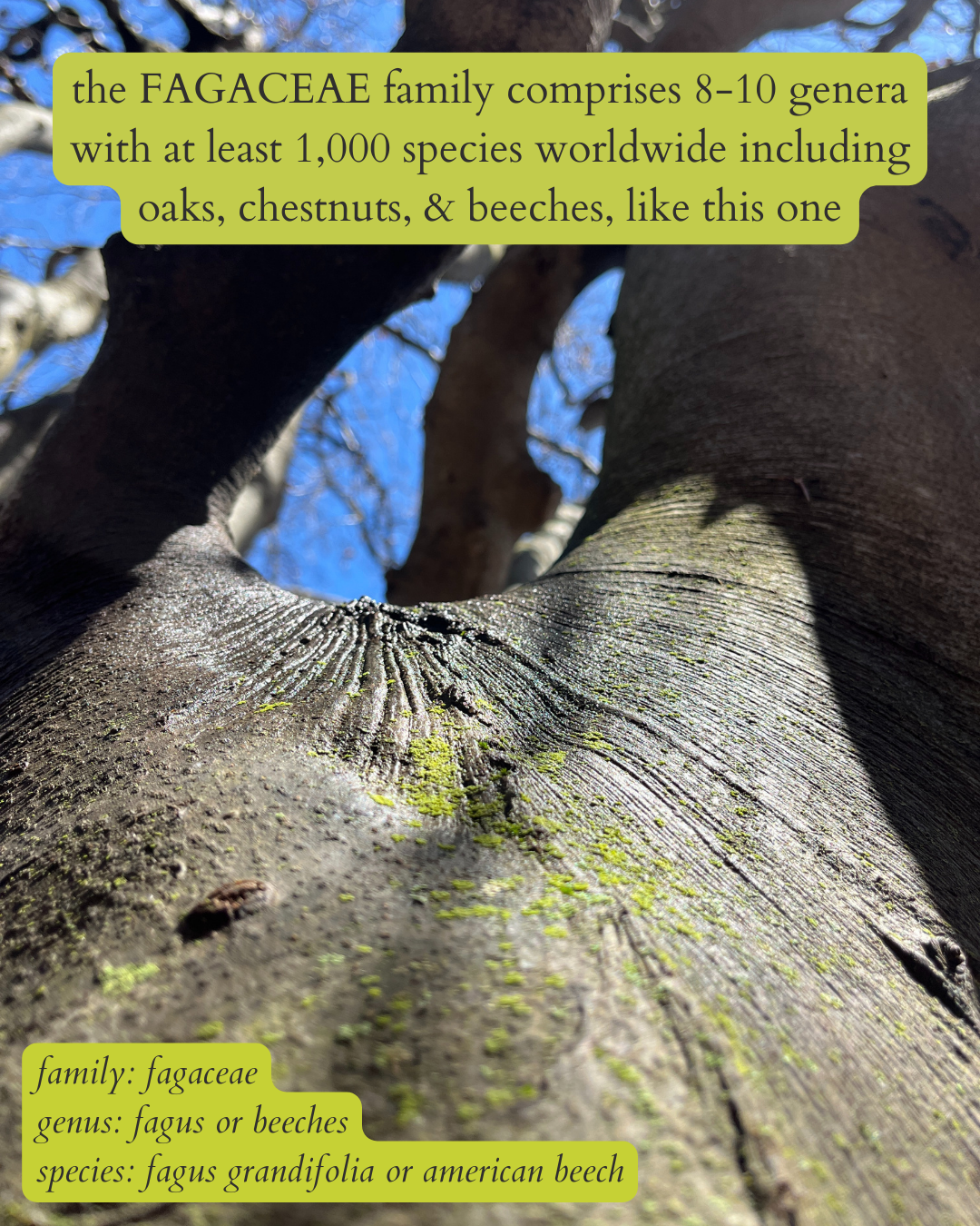 close up photo of beech tree bark with dark text on a bright green background that says: “the FAGACEAE family comprises 8-10 genera with at least 1,000 species worldwide including oaks, chestnuts, & beeches, like this one”. then in the same text, but italics in the bottom left corner: “family: fagaceae. genus: fagus or beeches. species: fagus grandifolia or american beech”.
