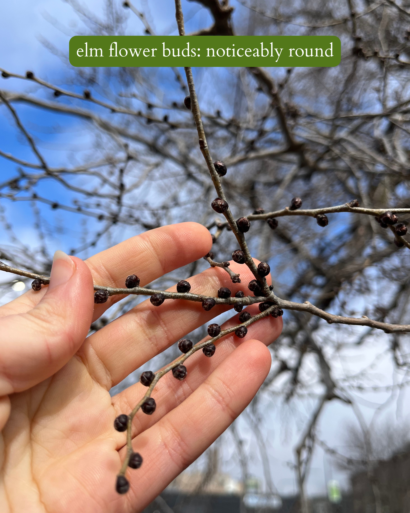 photo of elm flower buds (very round and in an alternate pattern)