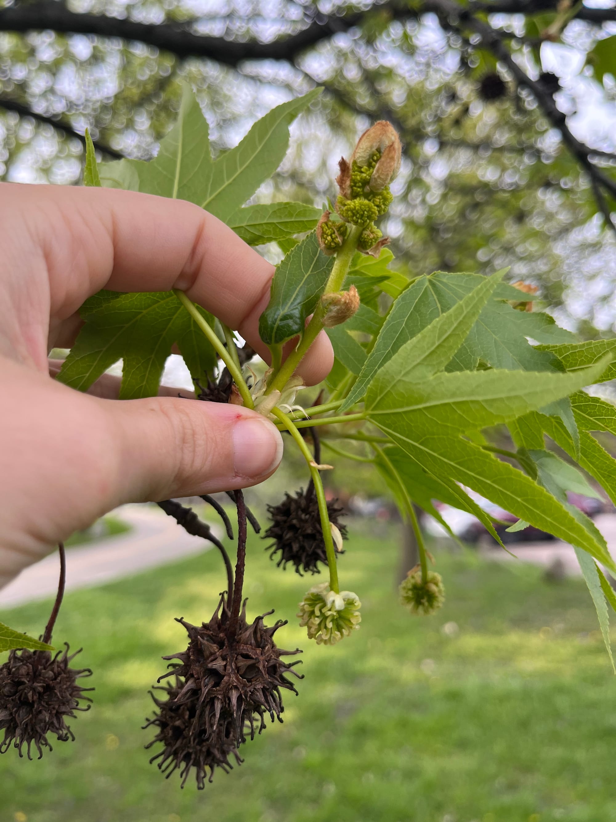 photo of a sweetgum tree showing different staminate and pistillate flowers as well as old seed pods from the previous summer that have turned brown.