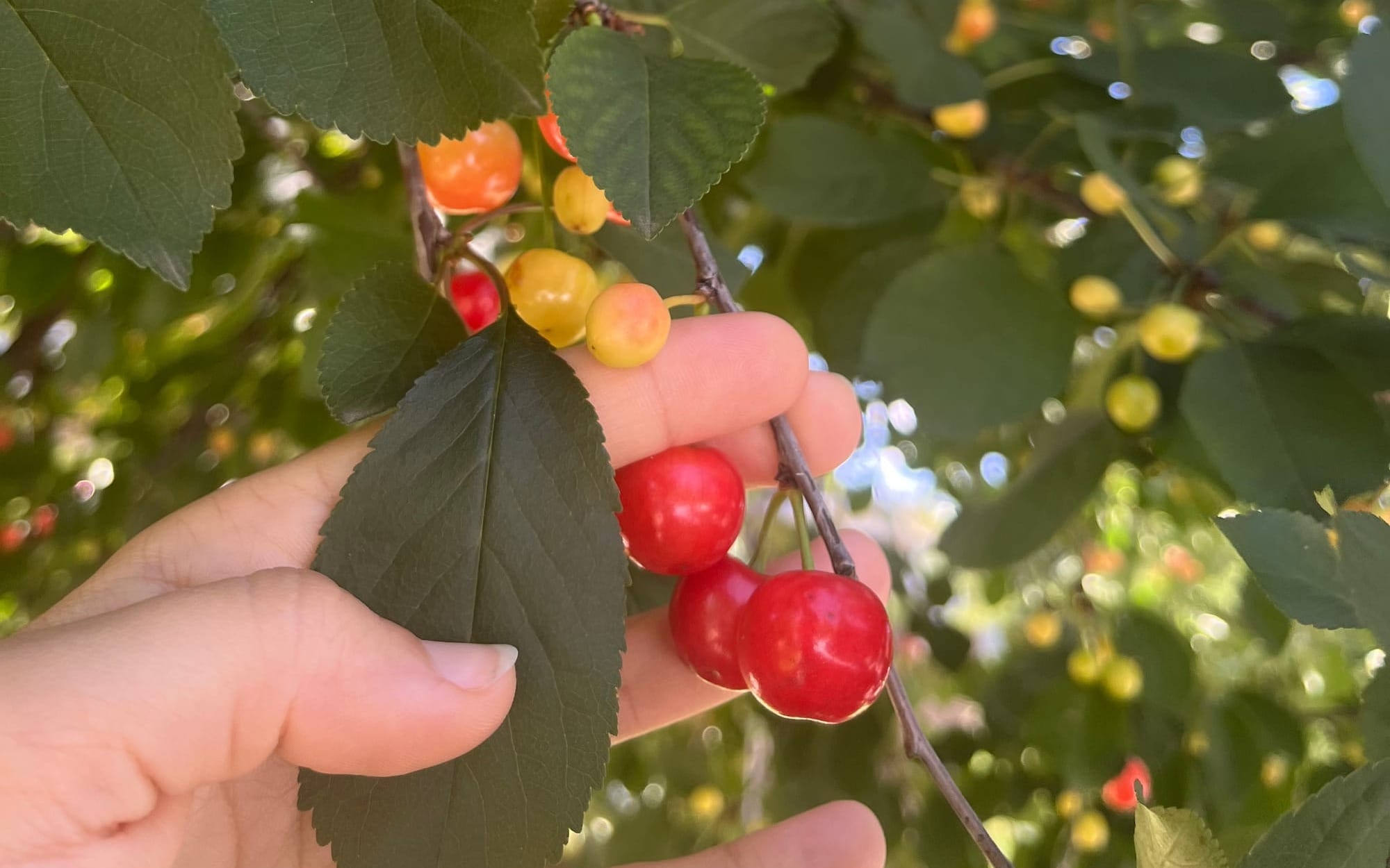 photo of a cherry tree with cherries ripining