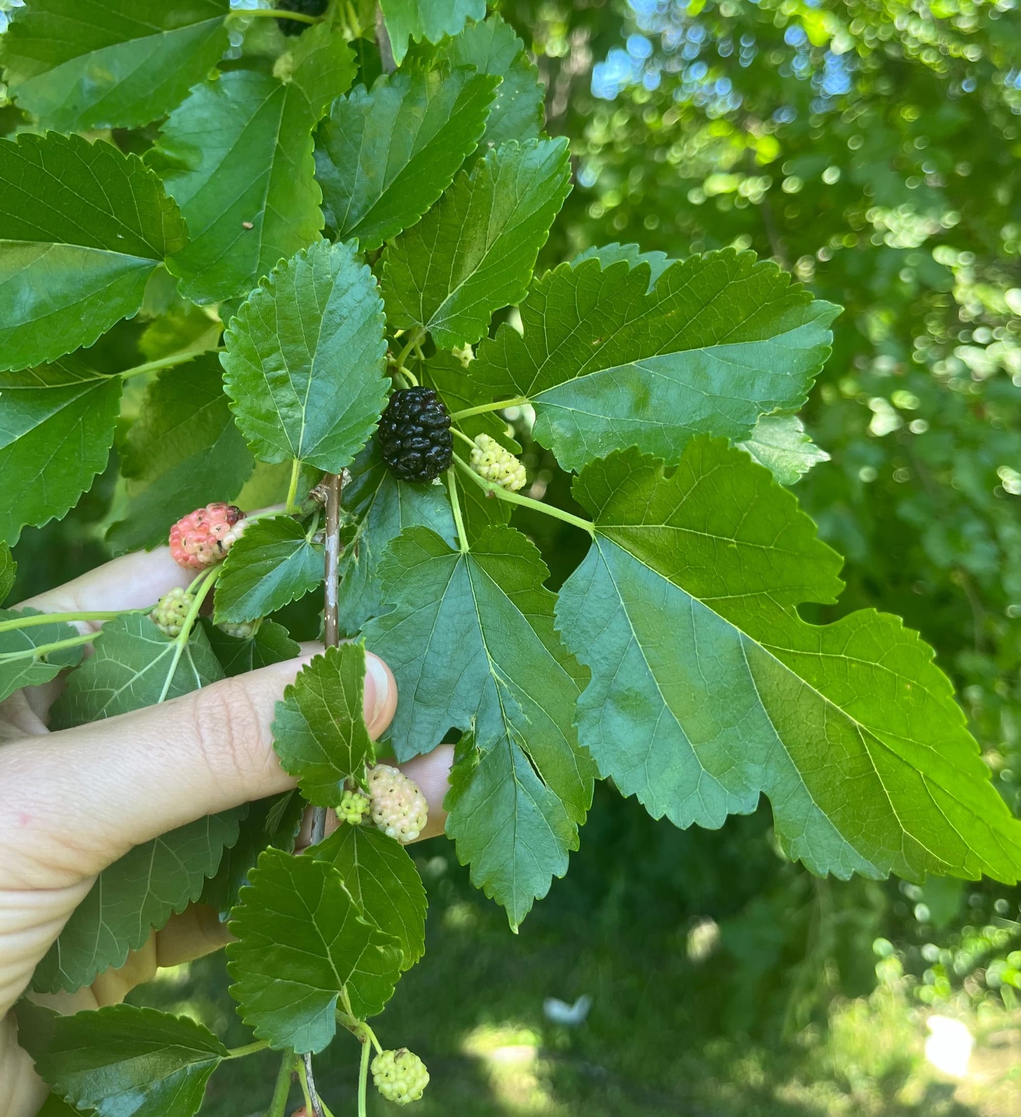 photo of mulberry tree with new and ripe fruit.