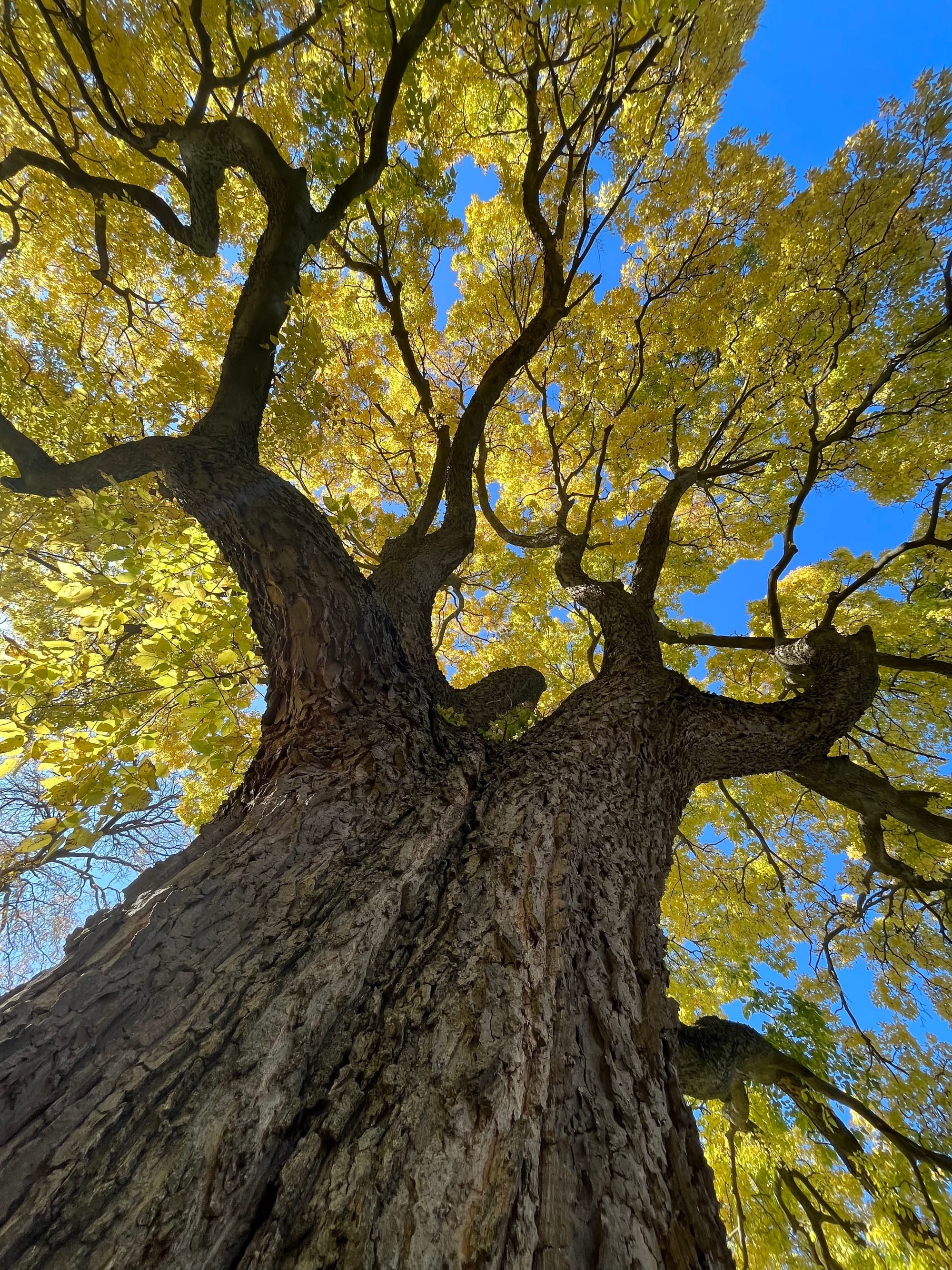 tree friends with soph