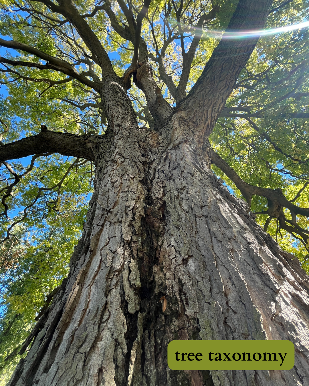 photo looking up at a giant hackberry tree with dark text on a green background that says: “tree taxonomy”.