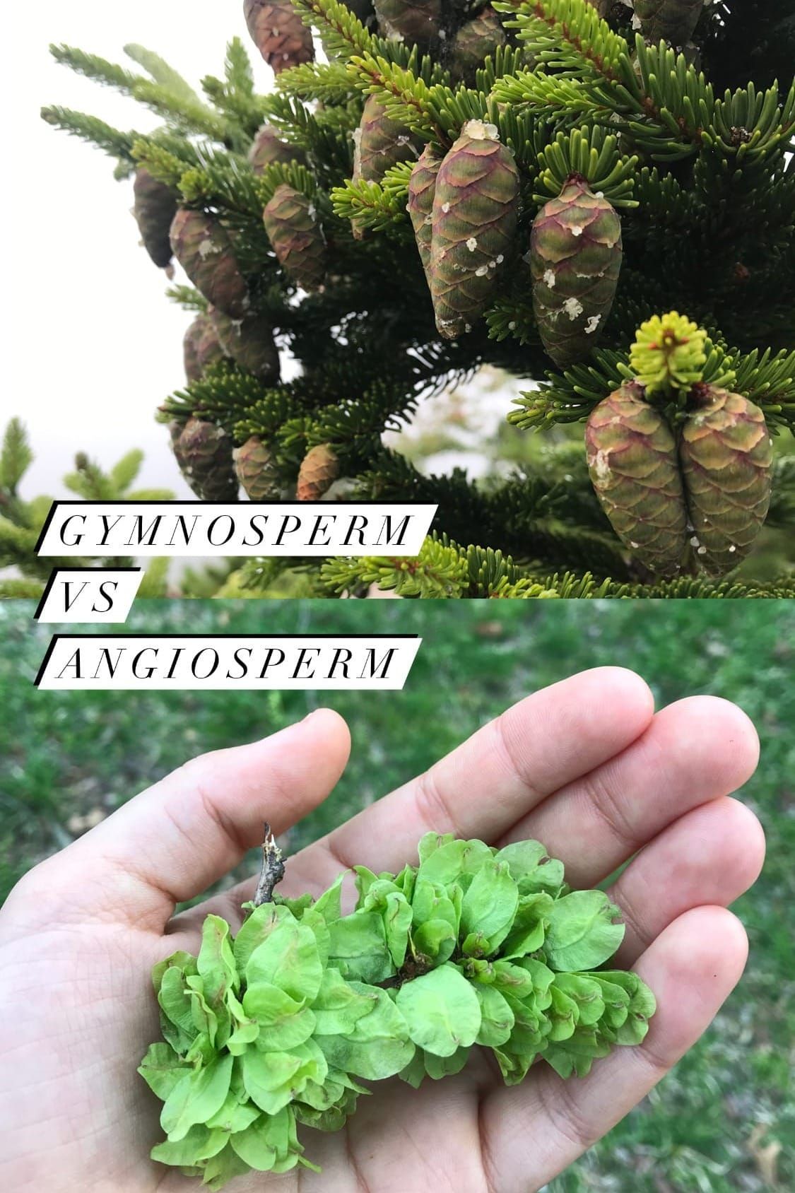 🌱 SEED STORIES 🌱