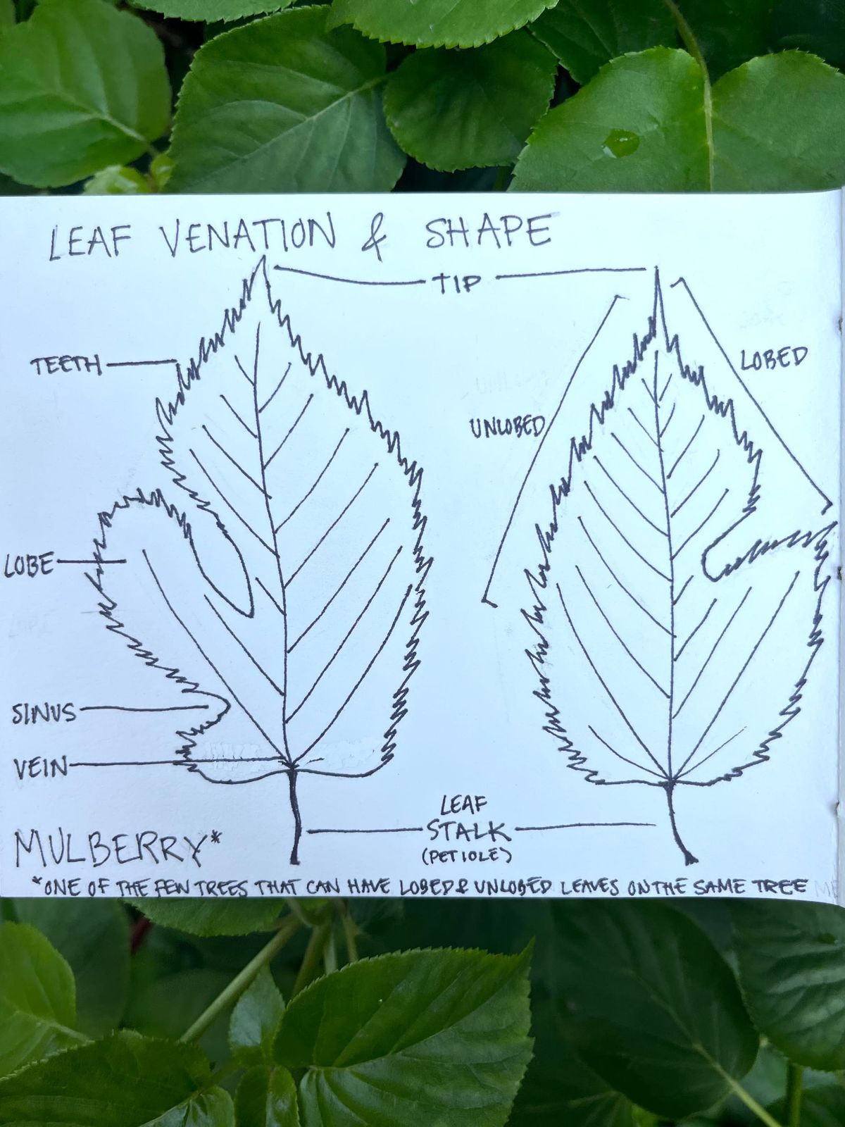 leaf lessons