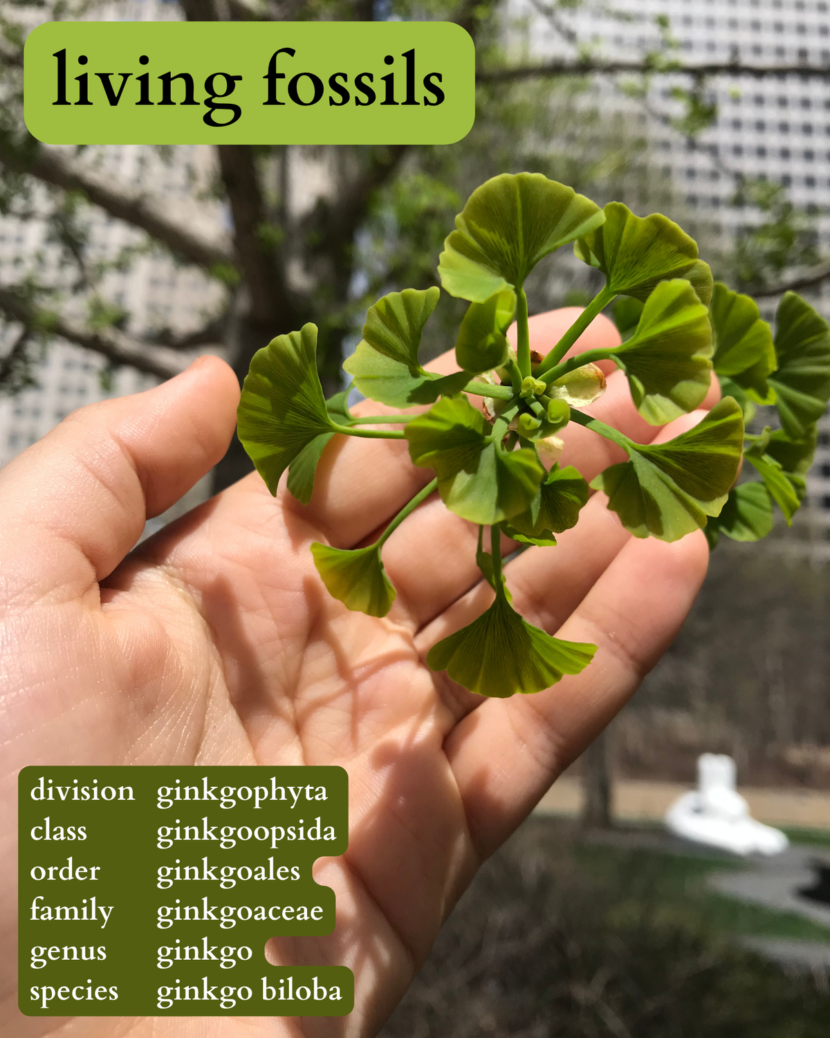 ginkgos: living fossils