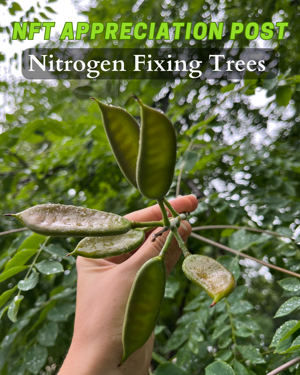 photo of kentucky coffeetree pods with text that says: "NFT Appreciation Post, Nitrogen Fixing Trees".