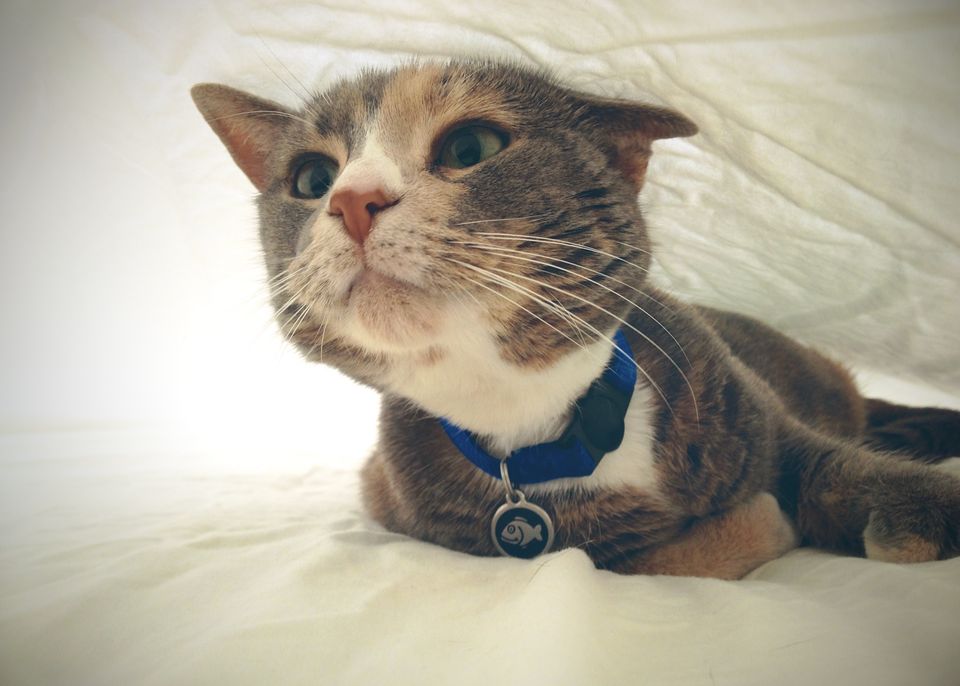 You can't give your cat a kidney. I checked.