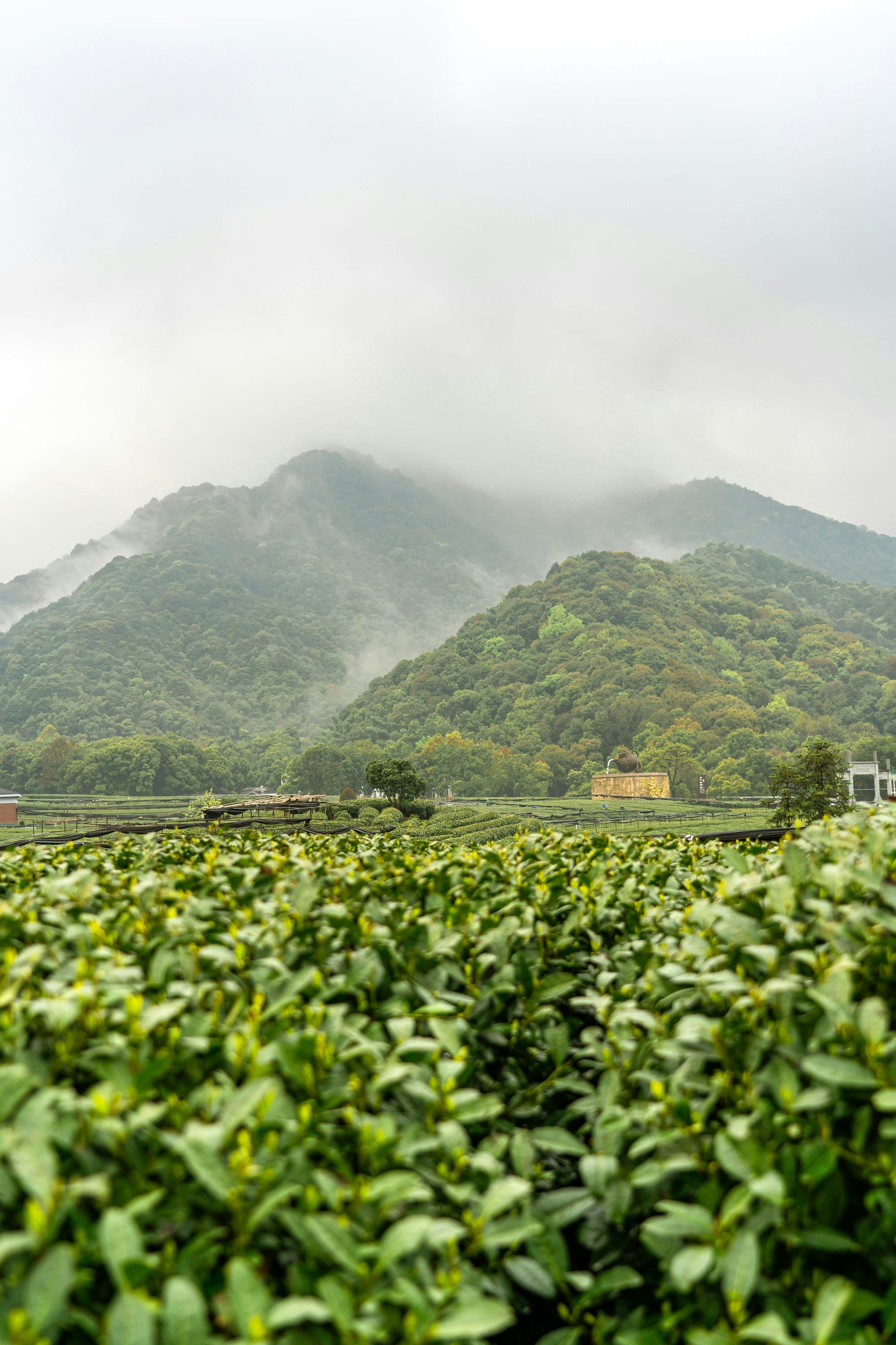Longjing green tea Hangzhou West Lake