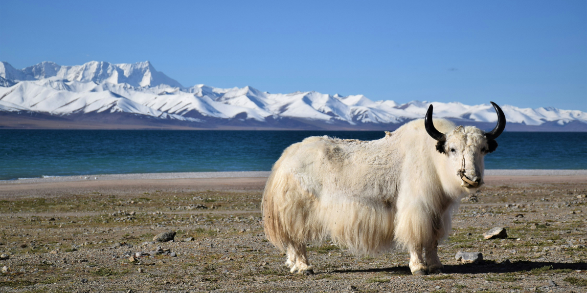 China's Secret Century-old Cheese Country