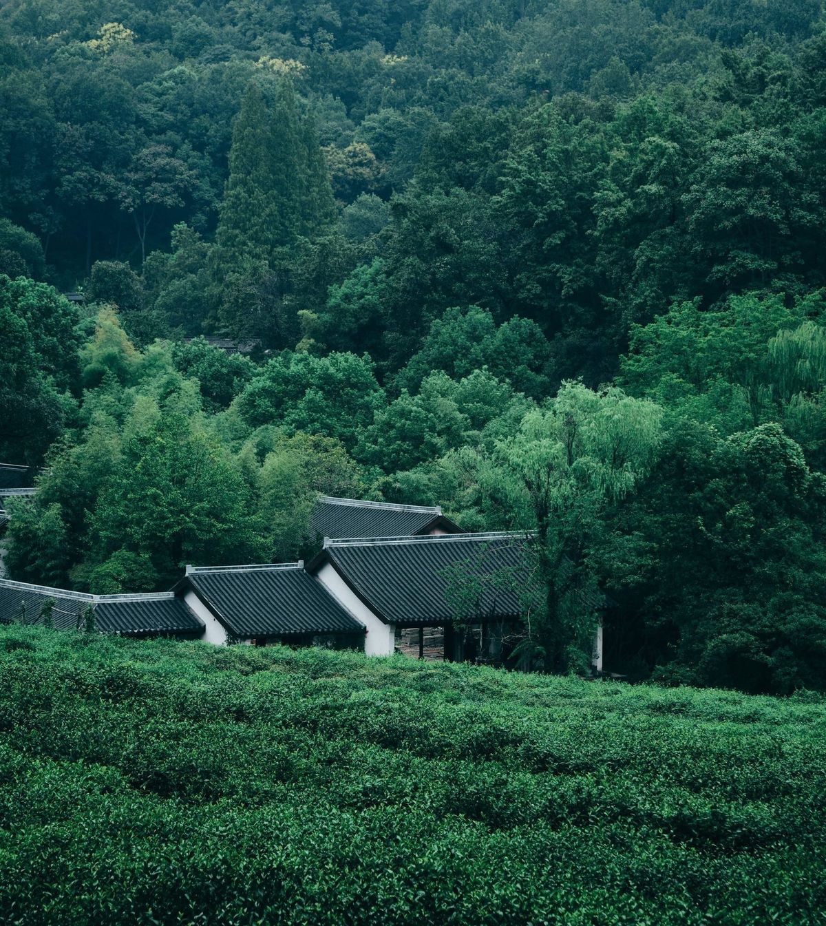 Longjing Valley 龙井村