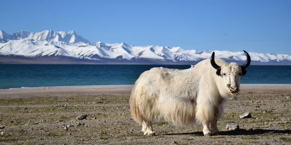 China's Secret Century-old Cheese Country