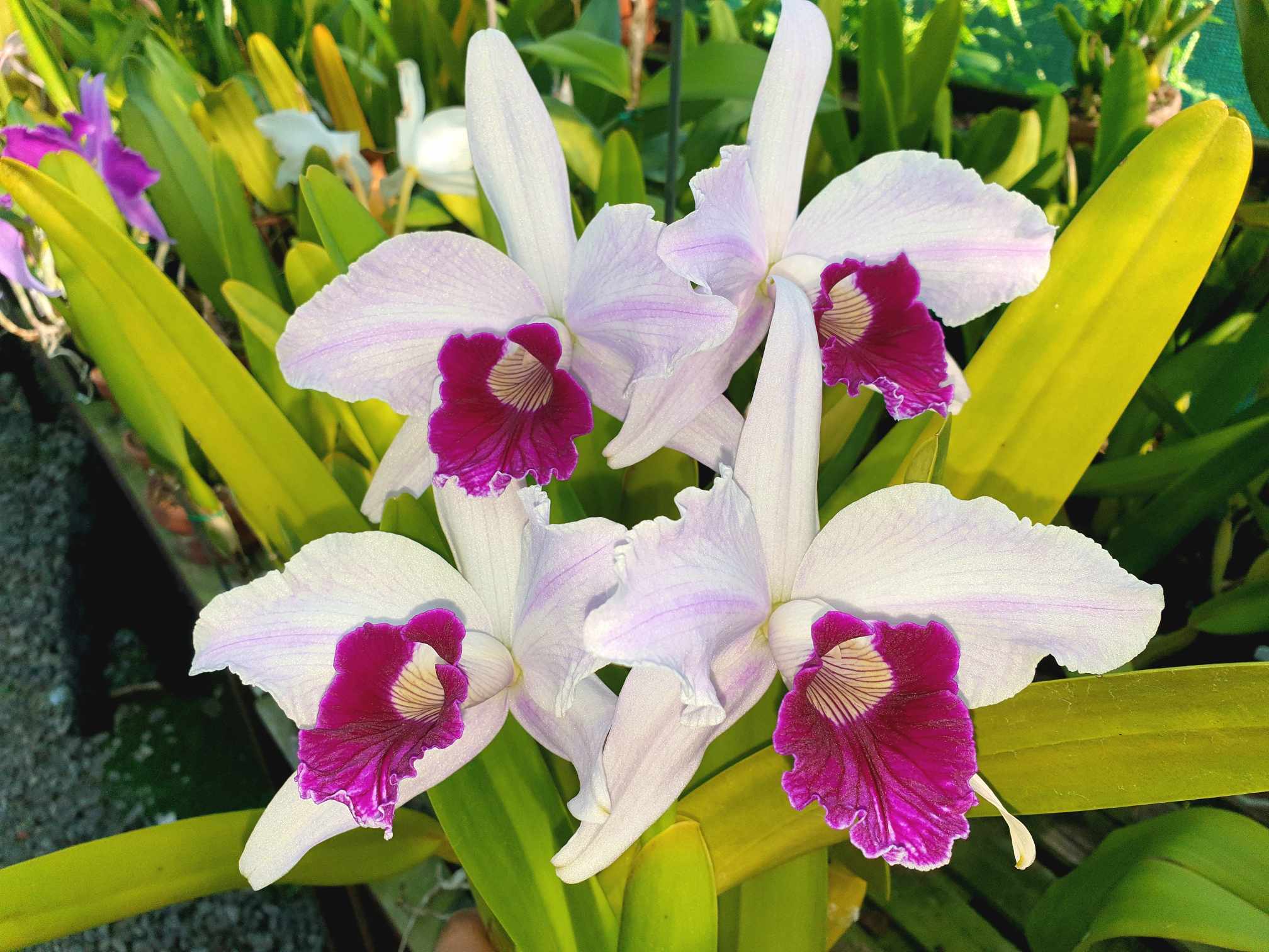Summer Orchid Festival