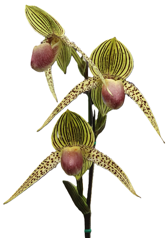 Frequently Asked Questions