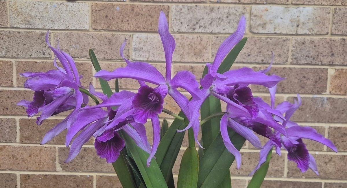 Sell your excess plants