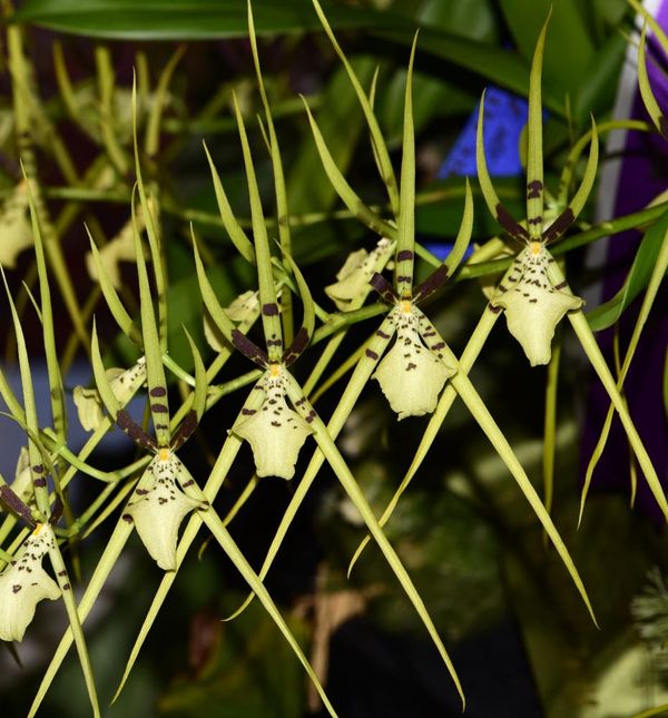Why have an orchid show in summer?